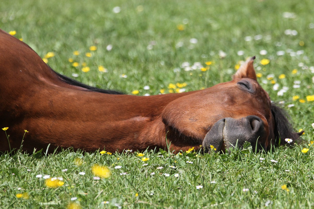 horse, relax, pasture-4457022.jpg